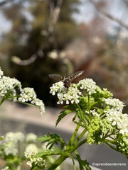 Allograpta hortensis