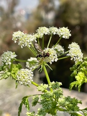 Allograpta hortensis