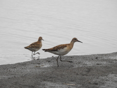 Calidris pugnax