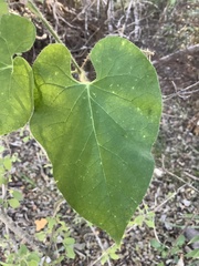 Asclepiadoideae