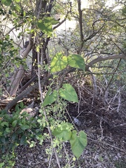 Asclepiadoideae