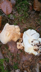 Albatrellus