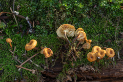 Xeromphalina cauticinalis