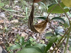 Asclepiadeae