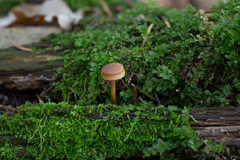 Xeromphalina cauticinalis