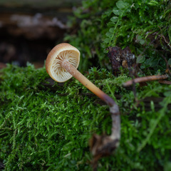 Xeromphalina cauticinalis