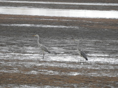 Ardea cinerea