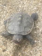 Malaclemys terrapin