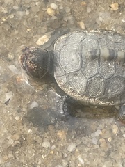 Malaclemys terrapin