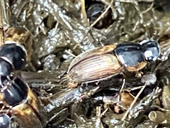 Melinopterus