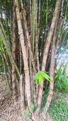 Dendrocalamus sinicus