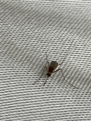 Culicinae