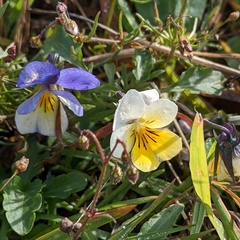 Viola tricolor