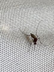 Culicinae