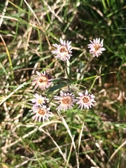 Erigeron acris
