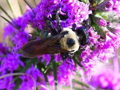 Xylocopa virginica texana