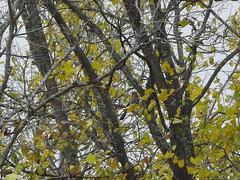 Garrulus glandarius