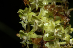 Solenocentrum costaricense