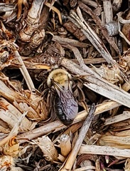 Melandrena