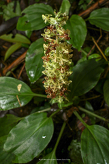 Solenocentrum costaricense