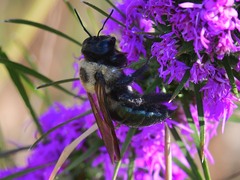 Xylocopa virginica texana
