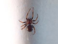 Steatoda ancorata
