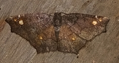 Anisoperas tessellata