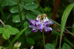 Astragalus nokoensis