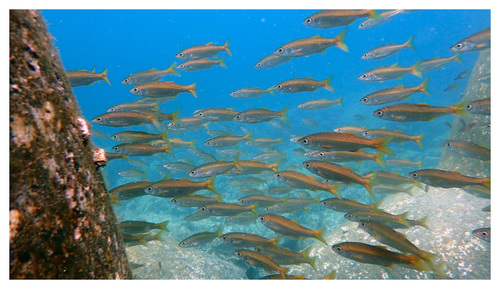 Gnomefish (Scombrops boops) — Scombropidae — 5