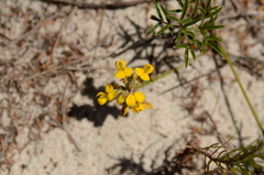 Rhynchosia ferulifolia
