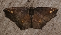 Anisoperas tessellata