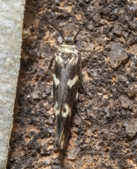 Scythris trivinctella
