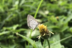 Pseudozizeeria maha okinawana