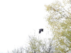 Corvus corax
