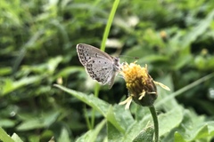 Pseudozizeeria maha okinawana