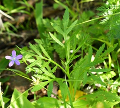 Triodanis perfoliata