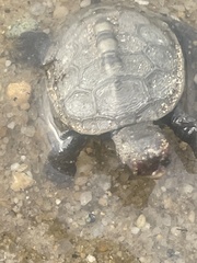 Malaclemys terrapin