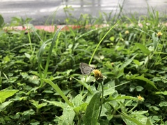 Pseudozizeeria maha okinawana