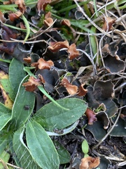 Peltigera didactyla