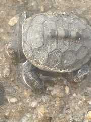 Malaclemys terrapin