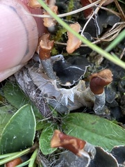 Peltigera didactyla