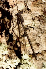 Lestes congener