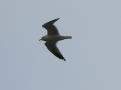 Larus canus