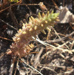 Glomeratae