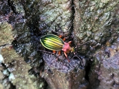 Carabus auronitens