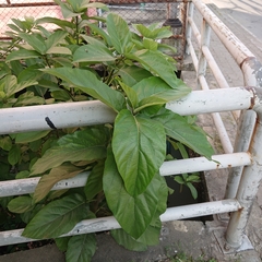 Ficus hispida