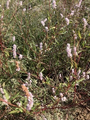 Persicaria bicornis