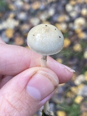 Protostropharia semiglobata