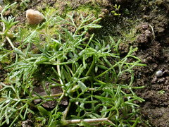 Batrachium