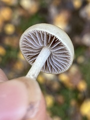 Protostropharia semiglobata